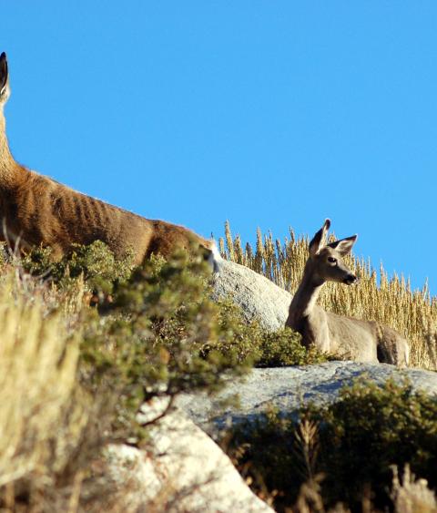 Migrating Mule Deer