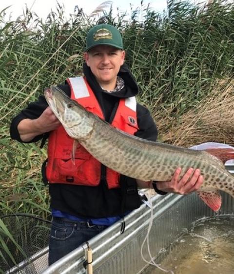Muskellunge
