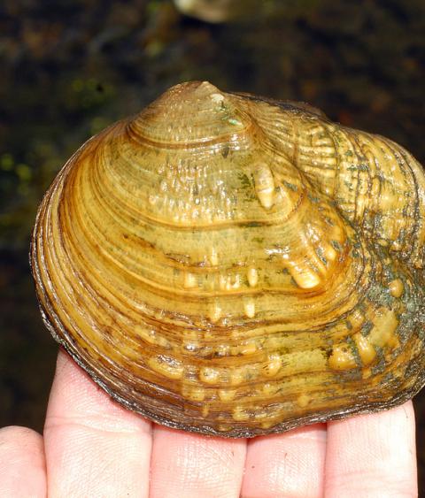 Image of mussel