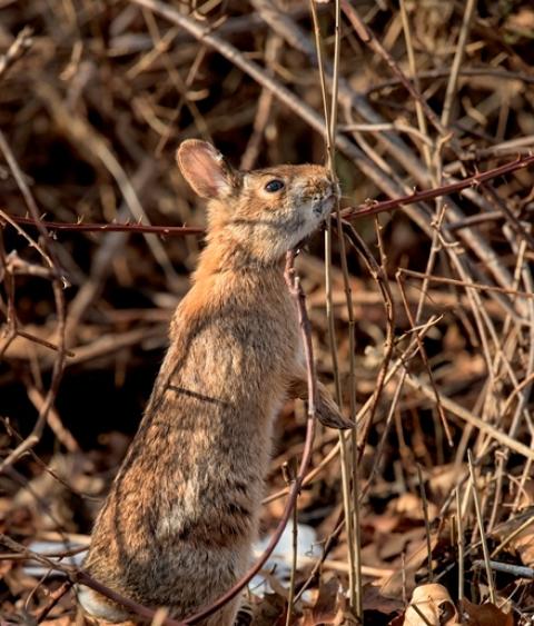New England Cottontail