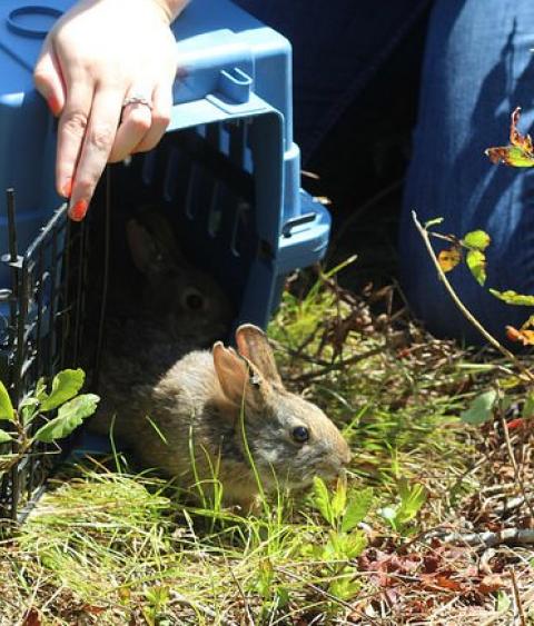 Releasing a New England Cottontail
