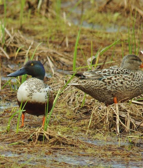 A northern shoveler pair