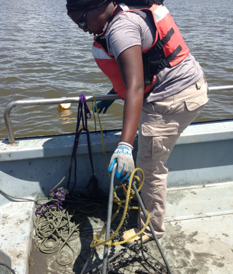 Collecting oysters for research