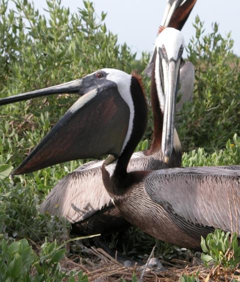 Brown pelican