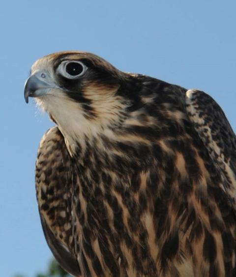 Peregrine falcon