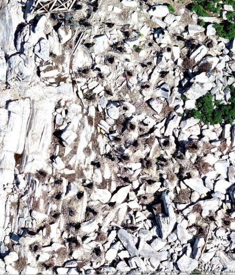 Birds-eye view of nesting birds