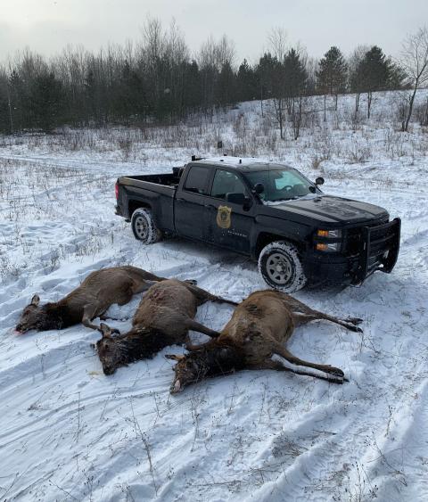 Poached deer found by Michigan DNR