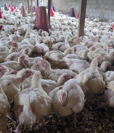 Poultry farm