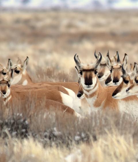 Pronghorn at Seedskadee National Wildlife Refuge