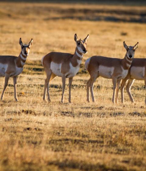 Pronghorn in Wyoming