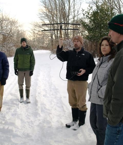 Biologist Jeff Tash radio-locates collared cottontails sheltering in thick habitat after a fresh snowfall at Wells National Estuarine Research Reserve, York County, Maine