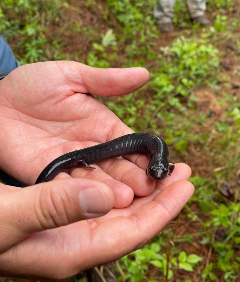 Red Hills Salamander