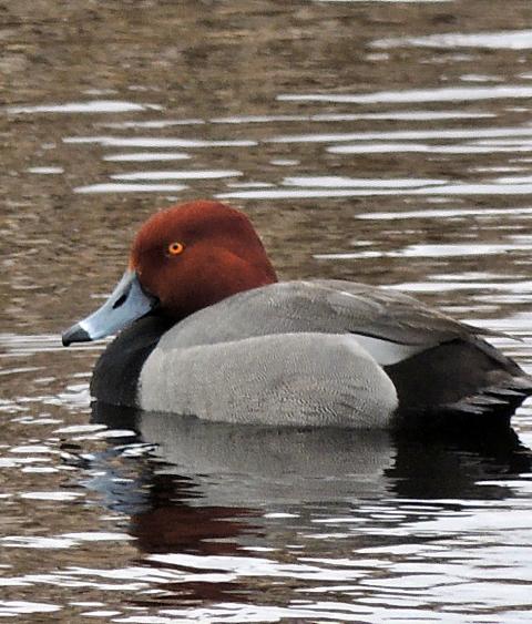Redhead duck