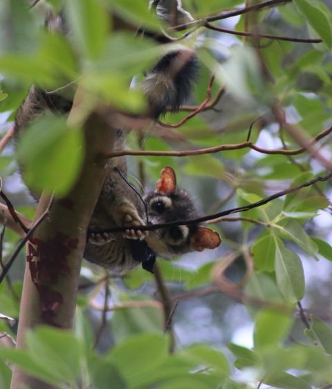 Ringtail