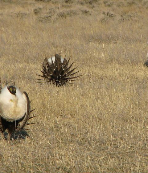 image of Sage Grouse in a Field, Credit: U.S. Department of Agriculture, Flickr" title="Sage Grouse in a Field, Credit: U.S. Department of Agriculture, Flickr