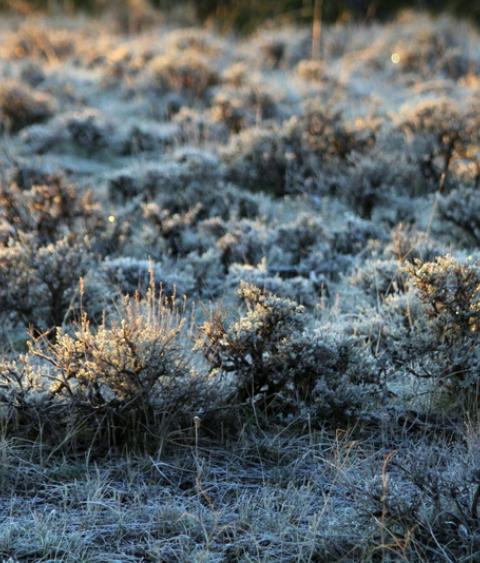 Sagebrush landscape