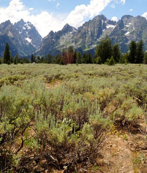 sagebrush habitat