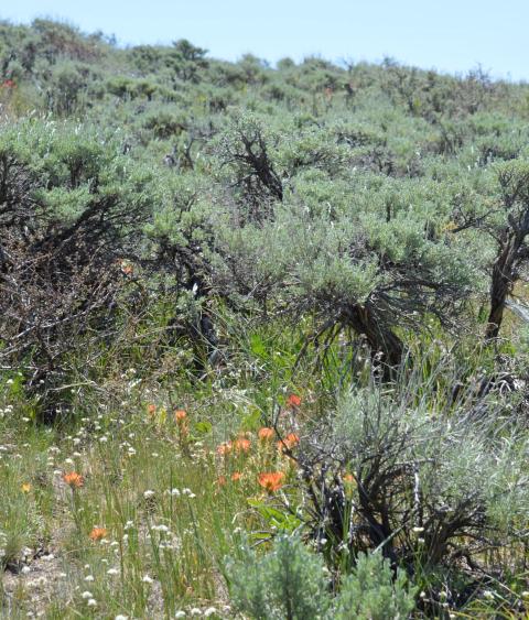Sagebrush plants