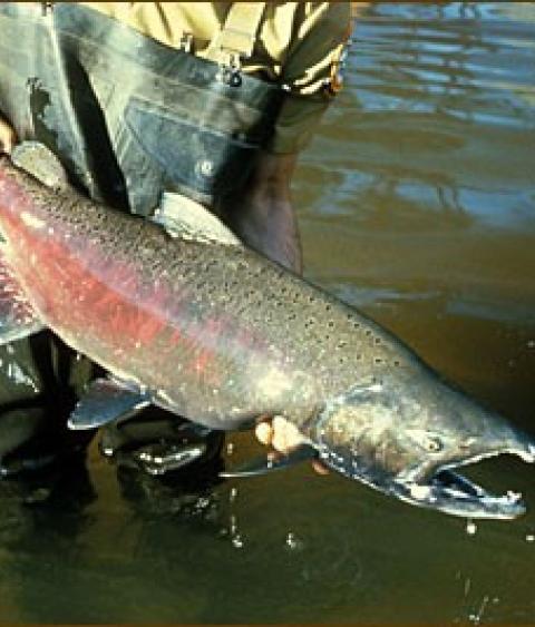 chinook salmon