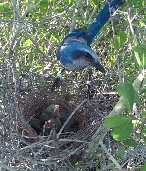 Florida Scrub-jay
