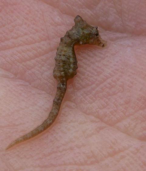 Photo of Dwarf Seahorse (Hippocampus zosterae) in the palm of a hand, taken at Redfish Bay, Aransas Pass, Texas in November 2015