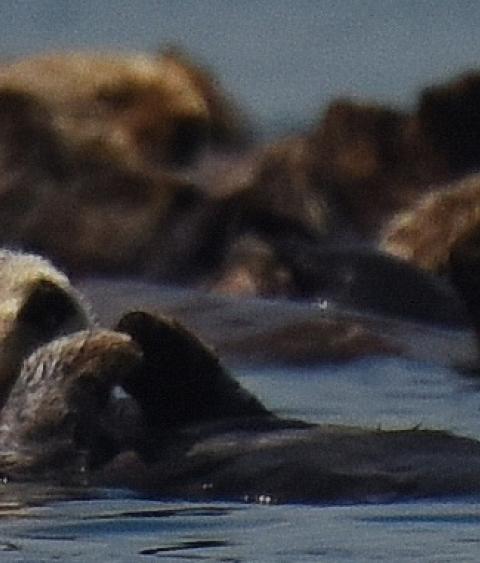 A Group of sea otters near Boulder Island in Glacier Bay National Park, southeastern Alaska.