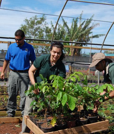 Conservation partners loading a cart of shade trees to provide to coffee farmers