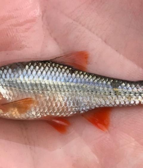 male Topeka Shiner
