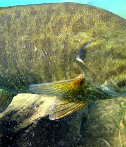 Smallmouth Bass