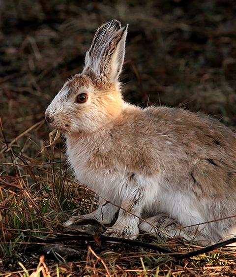 Snowshoe hare