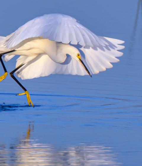 Snowy egret