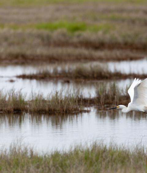 Snowy Egret flies over Deal Island