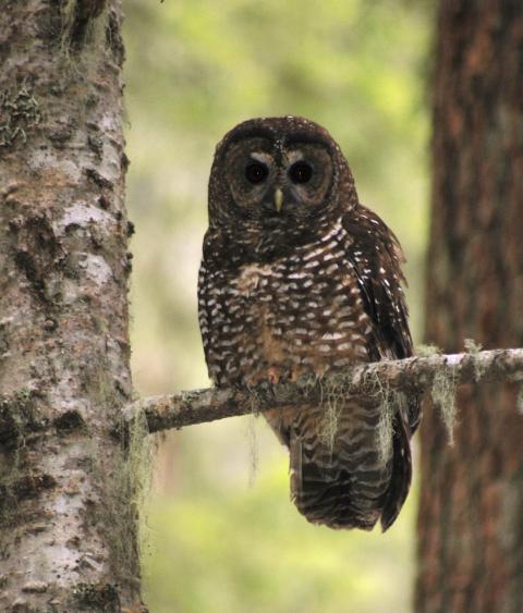 spotted owl
