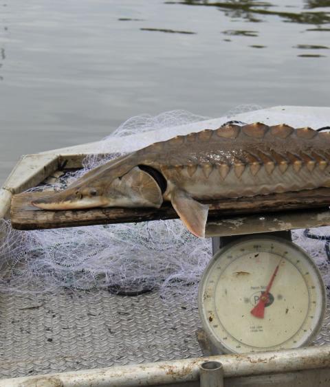 Sturgeon