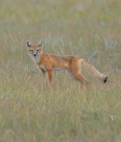 Swift fox in Colorado grasslands