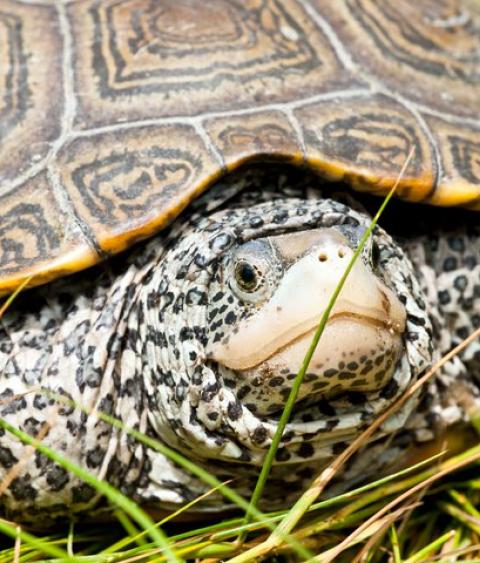 Female terrapin in NJ