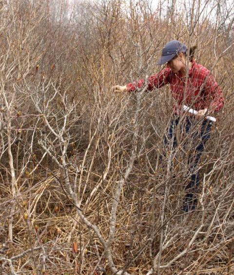 A researcher explores young forest habitat.