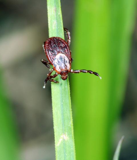 Tick on a blade of grass