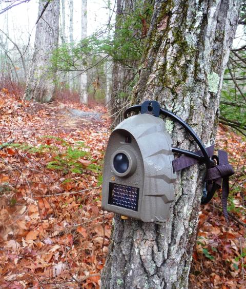 trail camera mounted on a tree