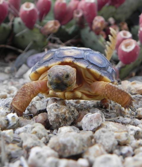 Desert tortoise
