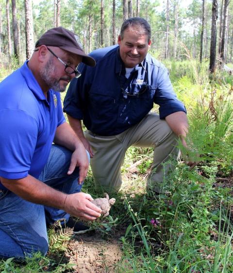 USFWS Southeast Region Director Leopoldo Miranda-Castro and ADCNR Commissioner Chris Blankenship release a young gopher tortoise into a starter burrow.