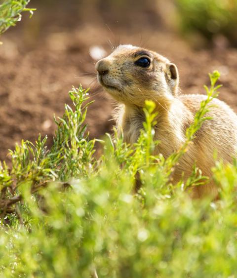 Utah Prairie Dog