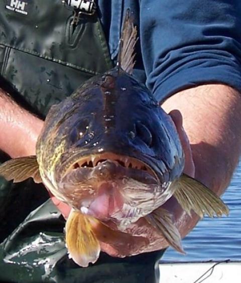 Walleye