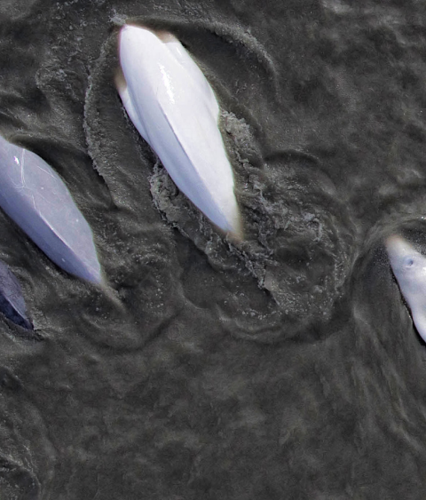 Beluga whales