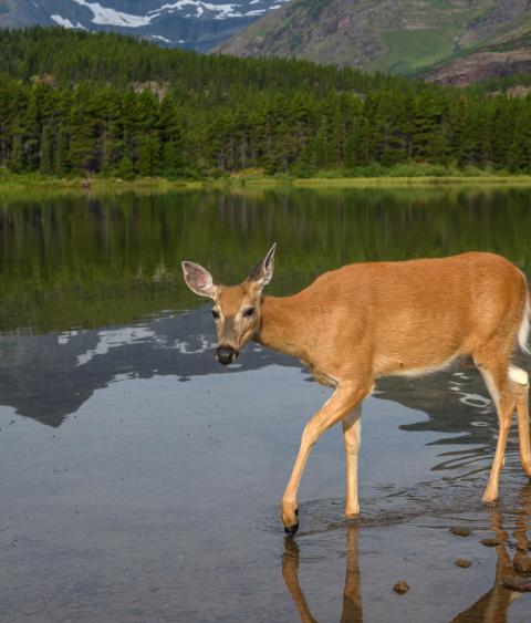 White tailed deer