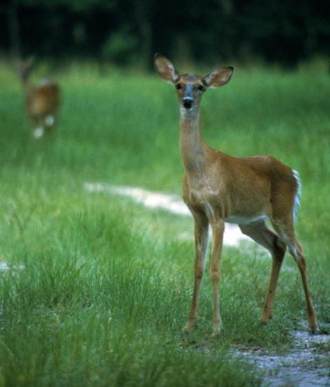 Female white-tailed deer