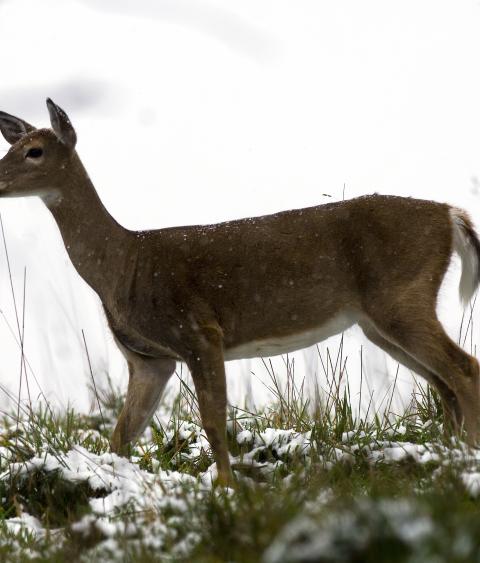 White-tailed deer
