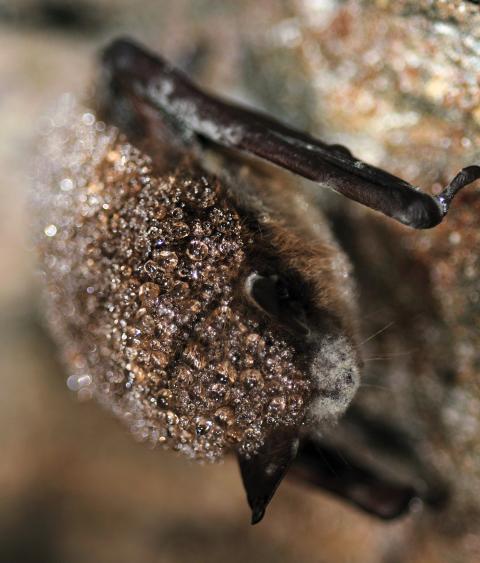 Bat with white nose