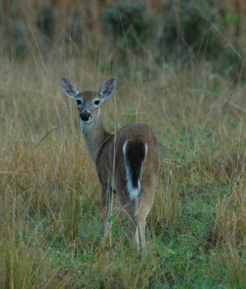white-tailed deer
