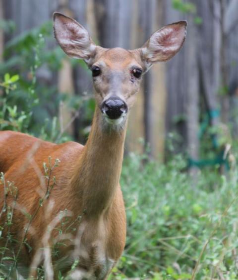 White-tailed deer 